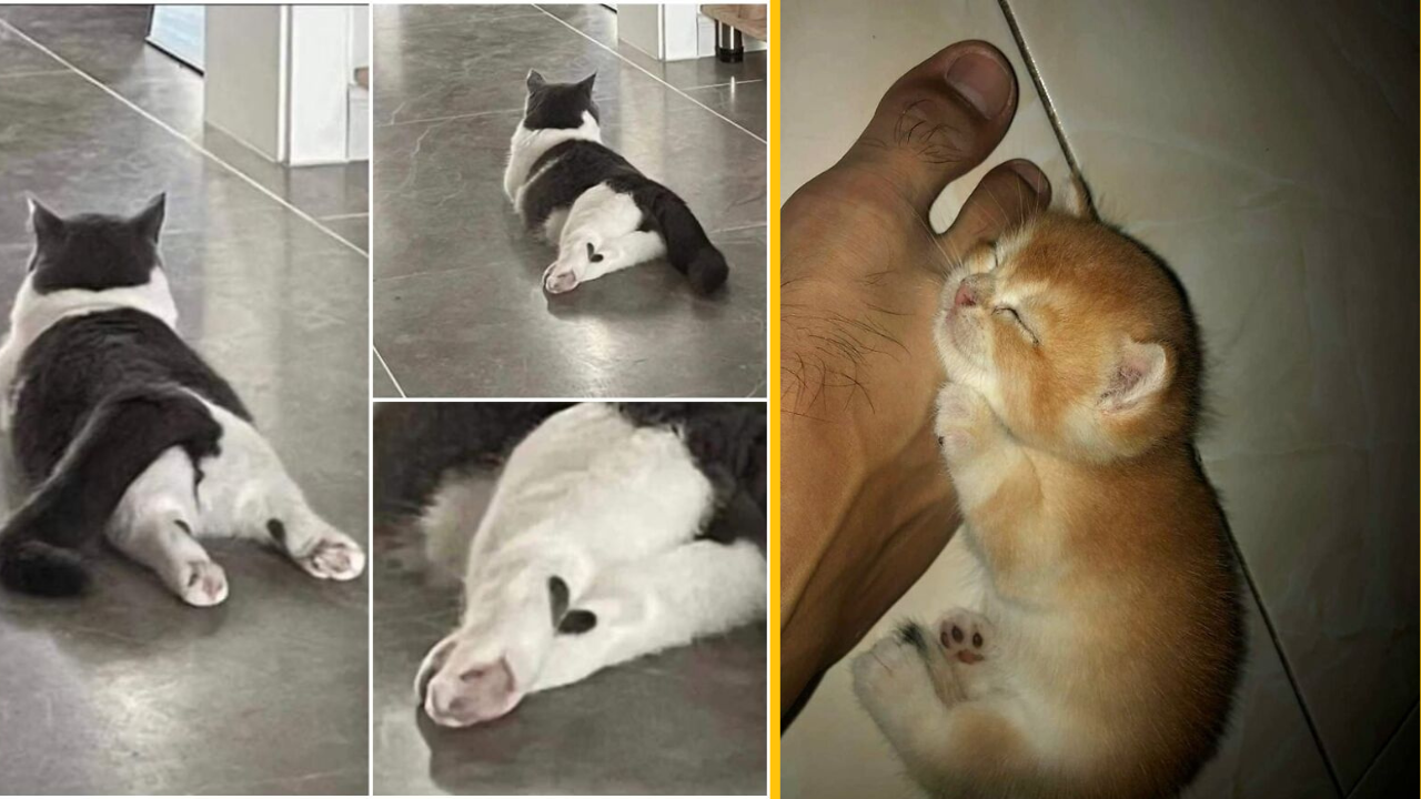 Mačky ležiace na podlahe: jedna natiahnutá, druhá spi pri nohe. Roztomilé a pokojné okamihy domácich miláčikov.