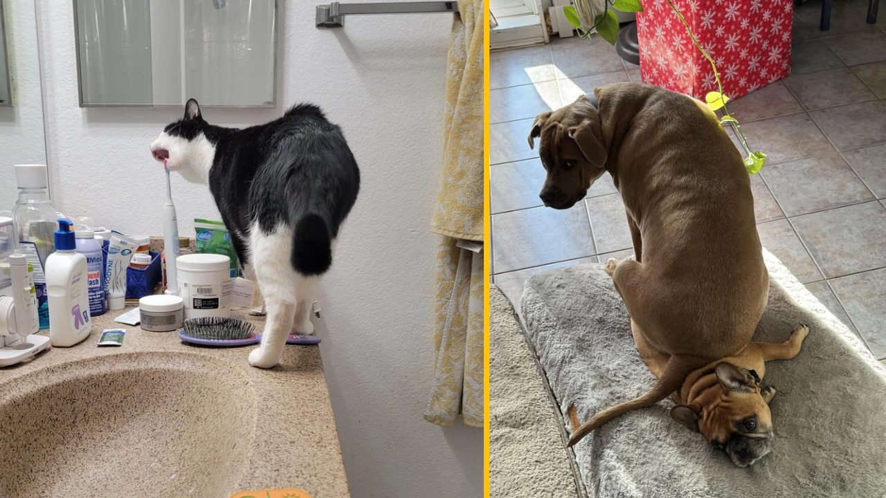 13 domácich miláčikov, s ktorými sa človek nenudí