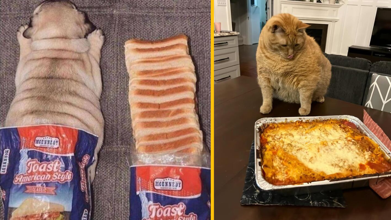 15 zábavných fotiek zvierat, ktoré vám vyčarujú úsmev na tvári