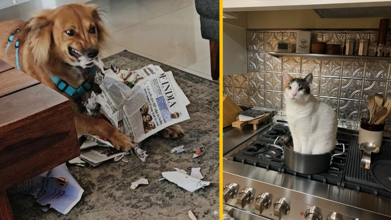 12 domácich zvieratiek, ktoré boli prichytené „in flagranti“ (1. časť)