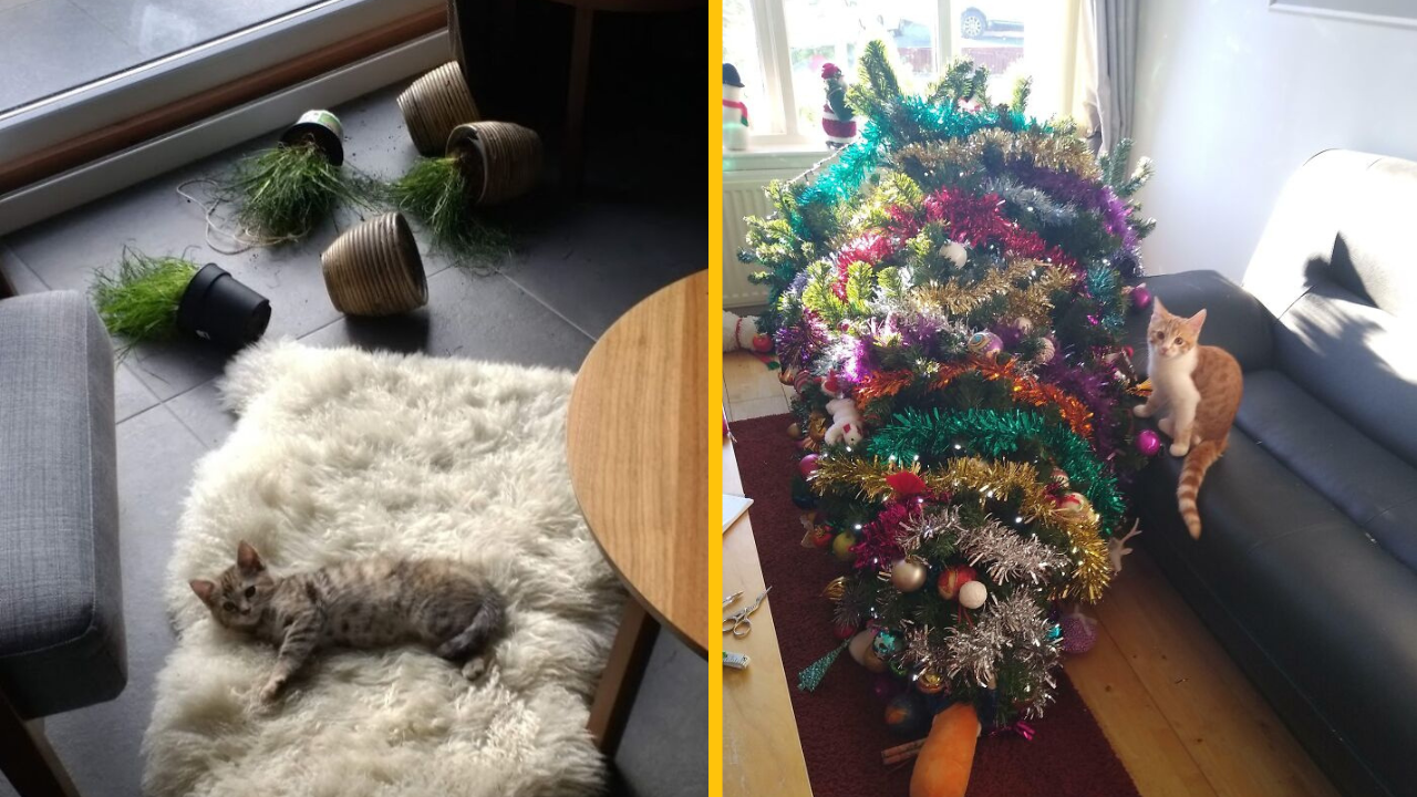 12 domácich zvieratiek, ktoré boli prichytené „in flagranti“ (3. časť)