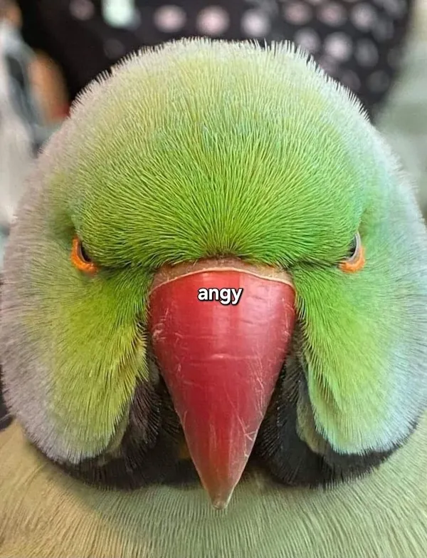 Zelený papagáj s červeným zobákom, so zamračeným pohľadom a nápisom angry na čele.