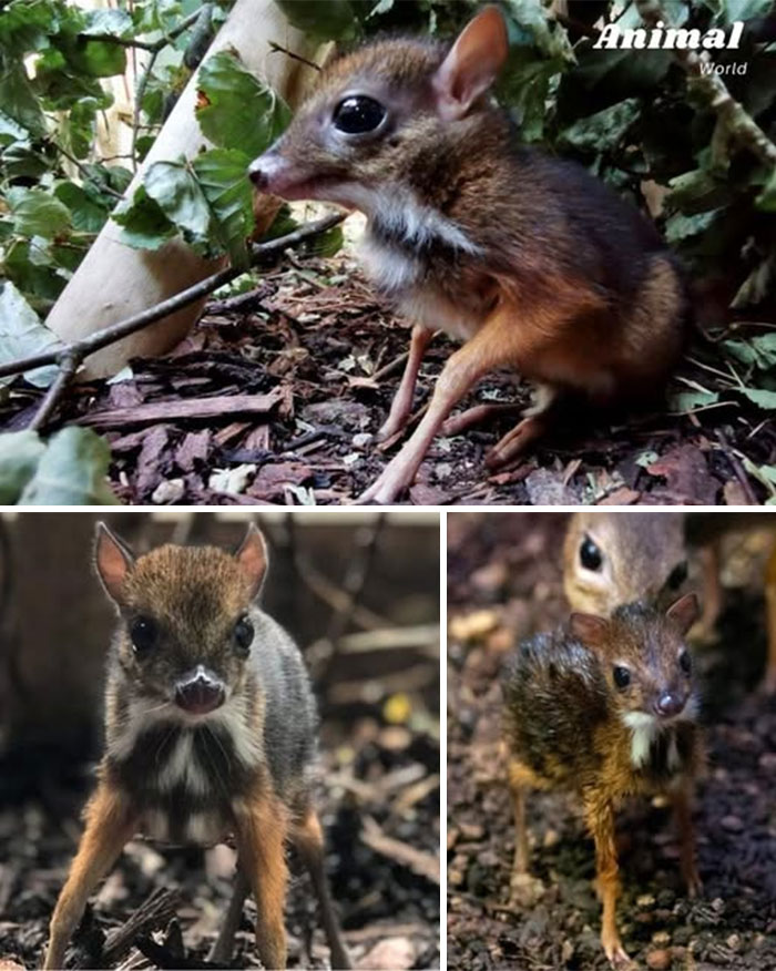 Malý kopytník Chevrotain v lese; tri fotografie zobrazujú zviera medzi listami a vetvičkami.