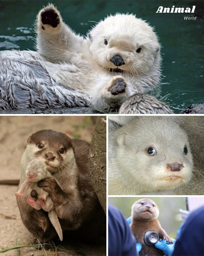 Vydry v rôznych situáciách: plávajúca vydra, vydra s lovom, zvedavá tvár a veterinárna kontrola.