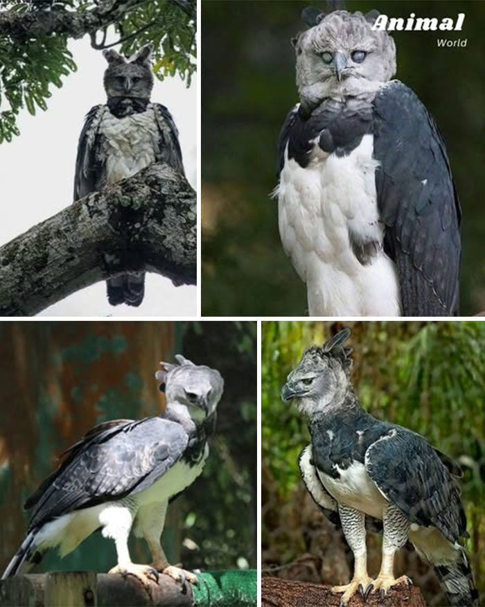 Sova posadená na konári, zobrazená z rôznych uhlov v prírodnom prostredí.