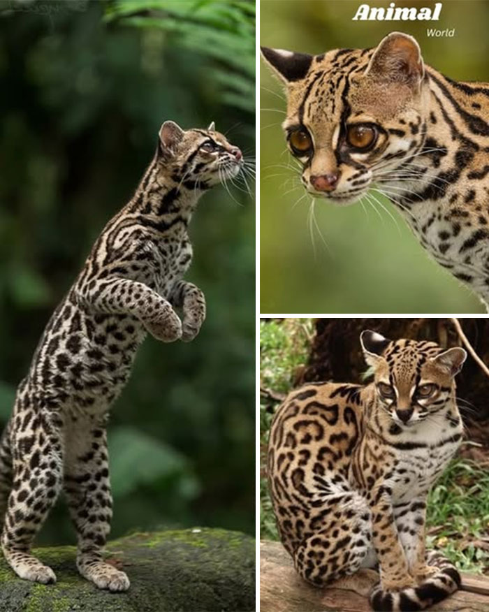 Divoká mačkovitá šelma s nápaditým vzorom srsti v tropickom lese.