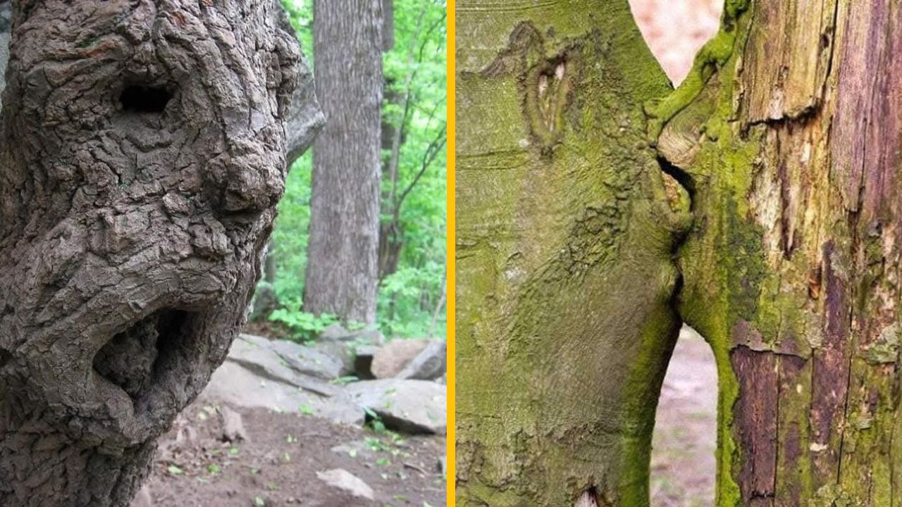 10 naozaj atypických stromov z celého sveta, aké ste ešte asi nikdy nevideli