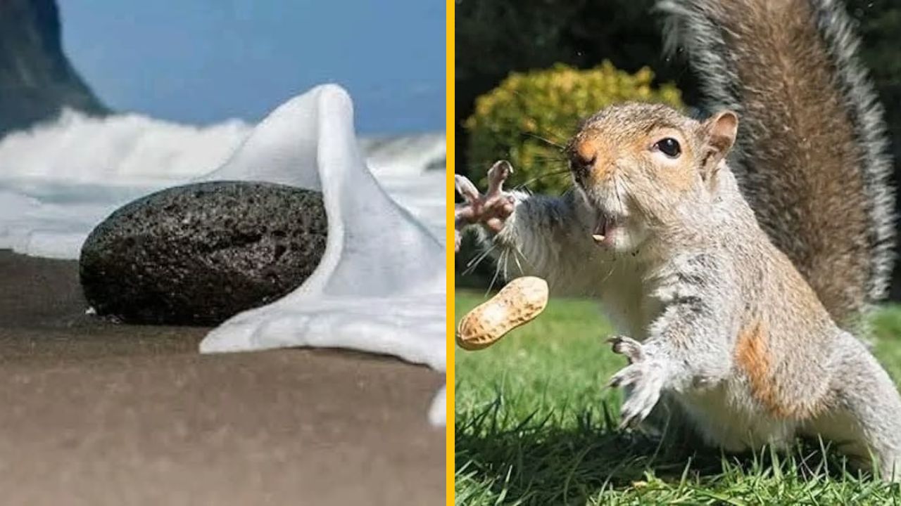15 dokonale načasovaných fotografií, ktoré vás určite ohromia