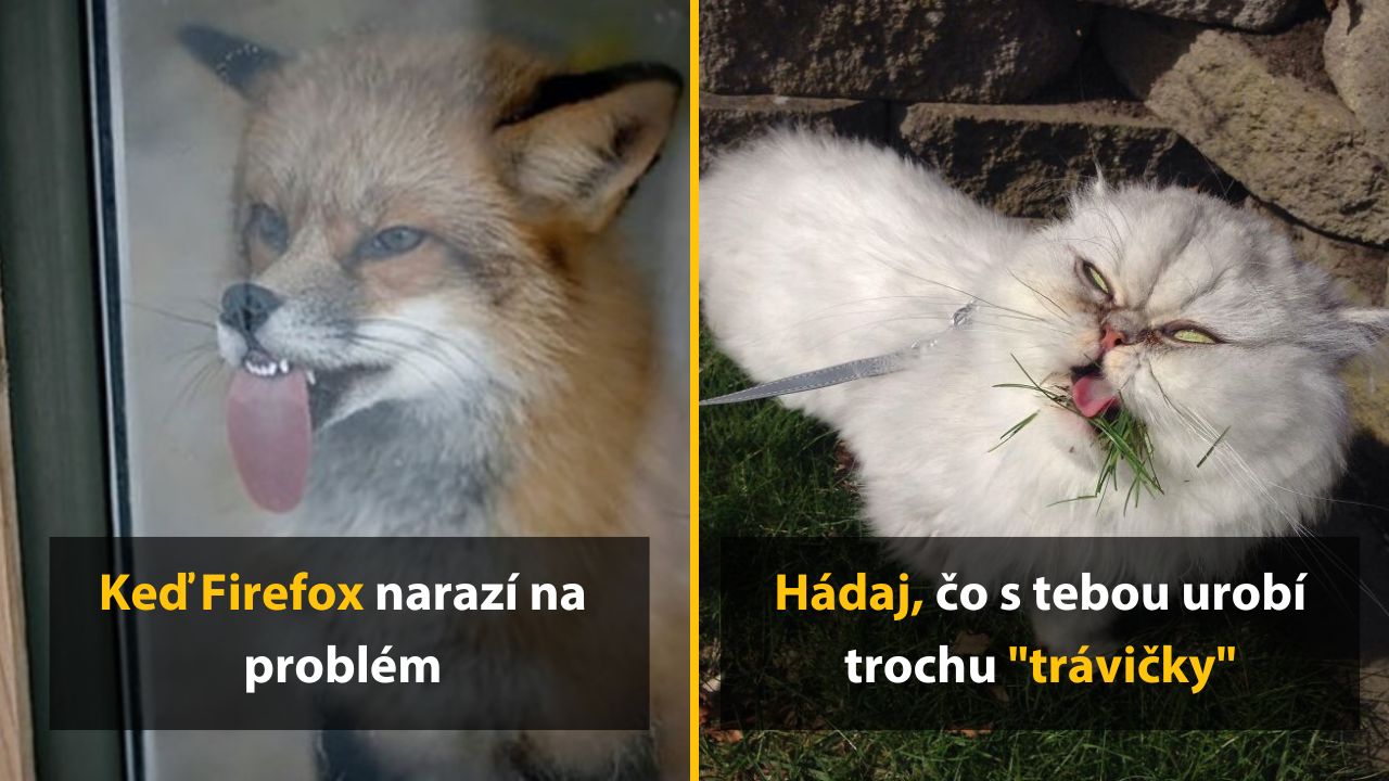 10 fotografií zvierat zachytených v tých najtrápnejších momentoch