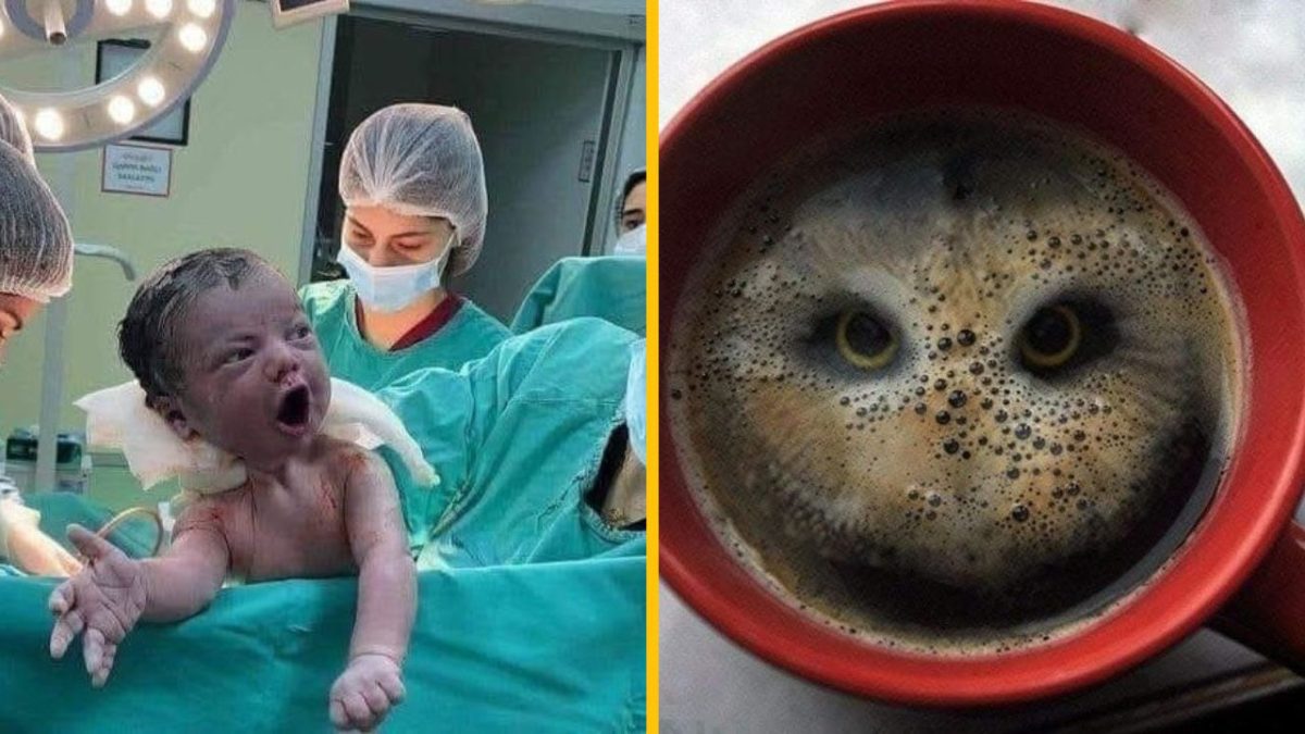 Porod a šálka kávy s tvárou sovy: kontrastný kolážový obraz.