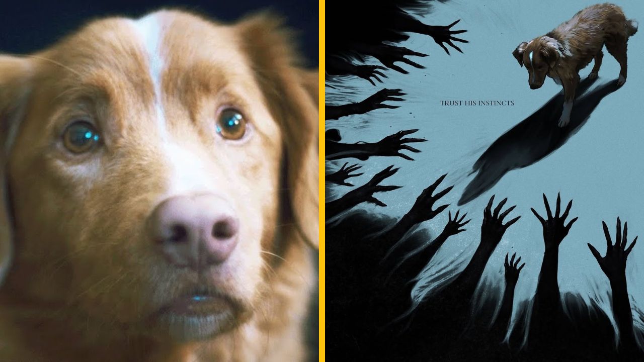 Horor z pohľadu psa s názvom Good Boy: Trailer videlo 3 milióny divákov za 4 dni