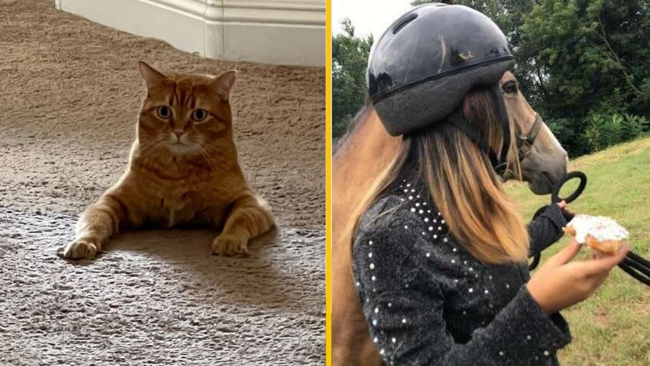 Mačka leží na koberci; žena s prilbou a koňom je na lúke, drží maškrtu.