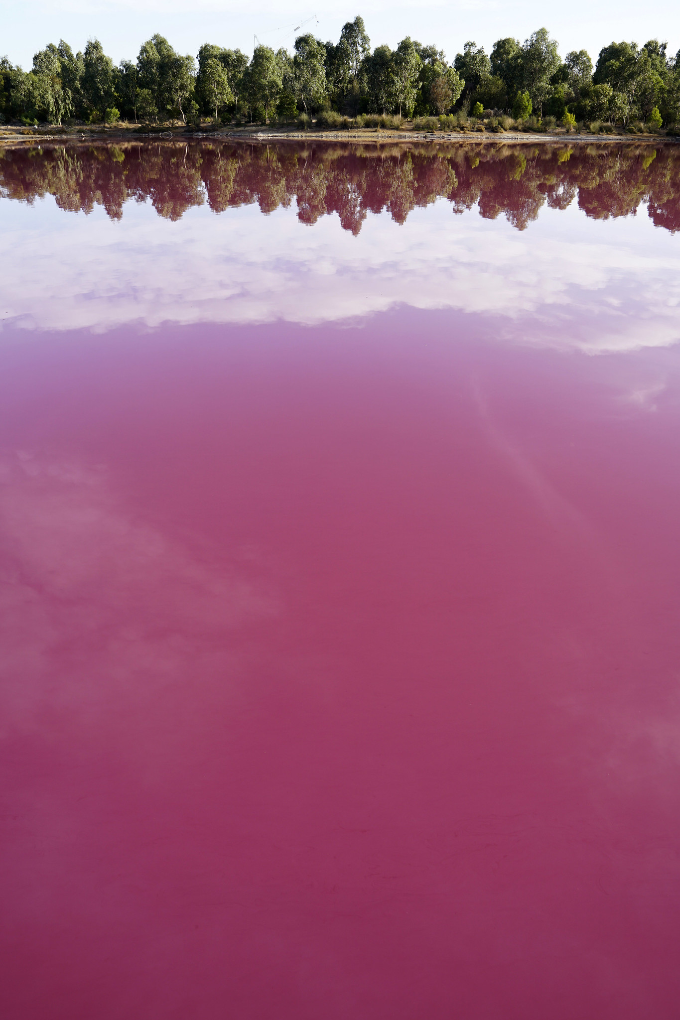 Ružové jazero s odrazom stromov a oblohy, prírodný úkaz s jedinečnou farbou vody.