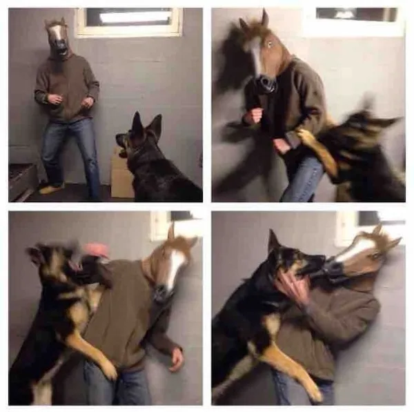 Človek s maskou koňa a pes v hravej interakcii, pes skáče a oblúkom sa približuje.