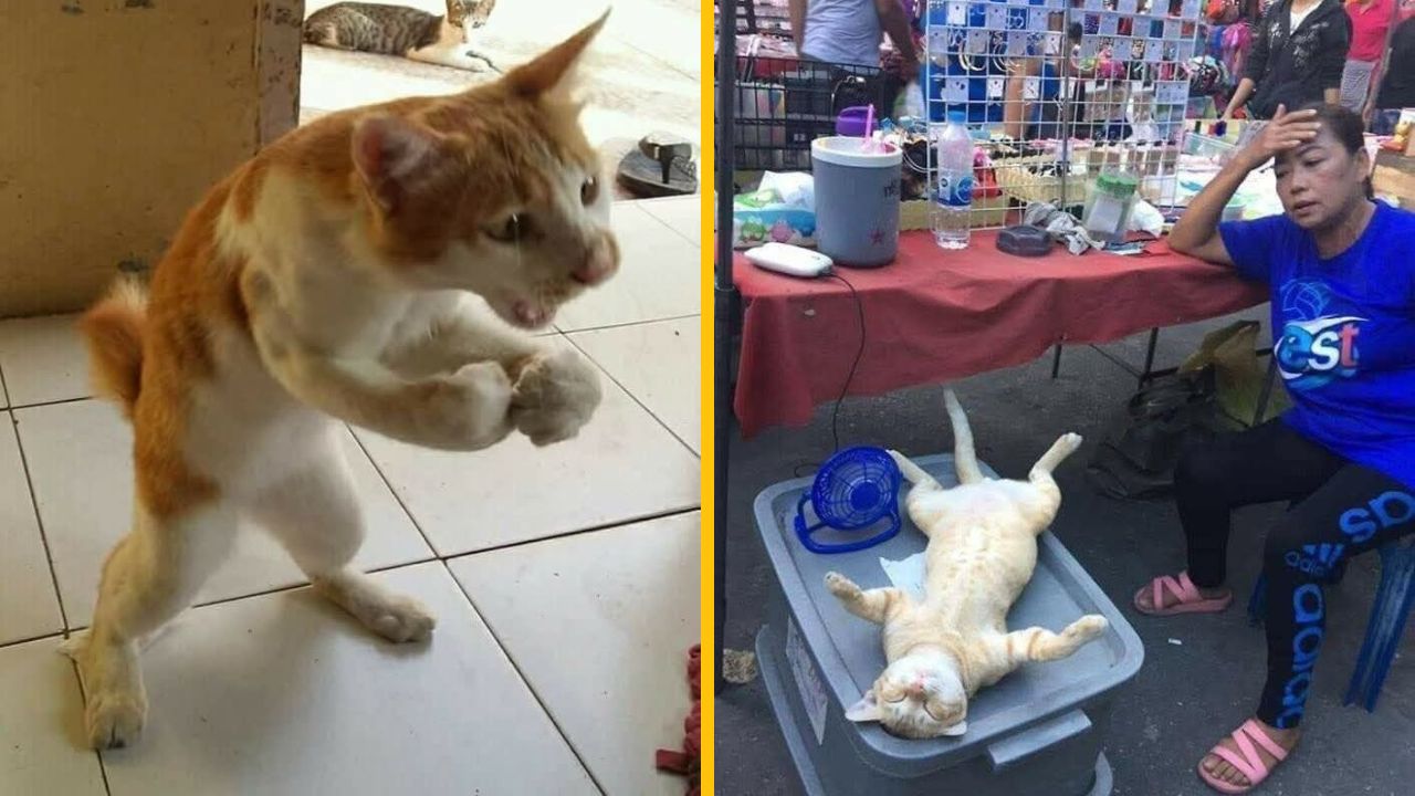 10 vtipných fotiek zo života mačiek, ktoré vás pravdepodobne pobavia