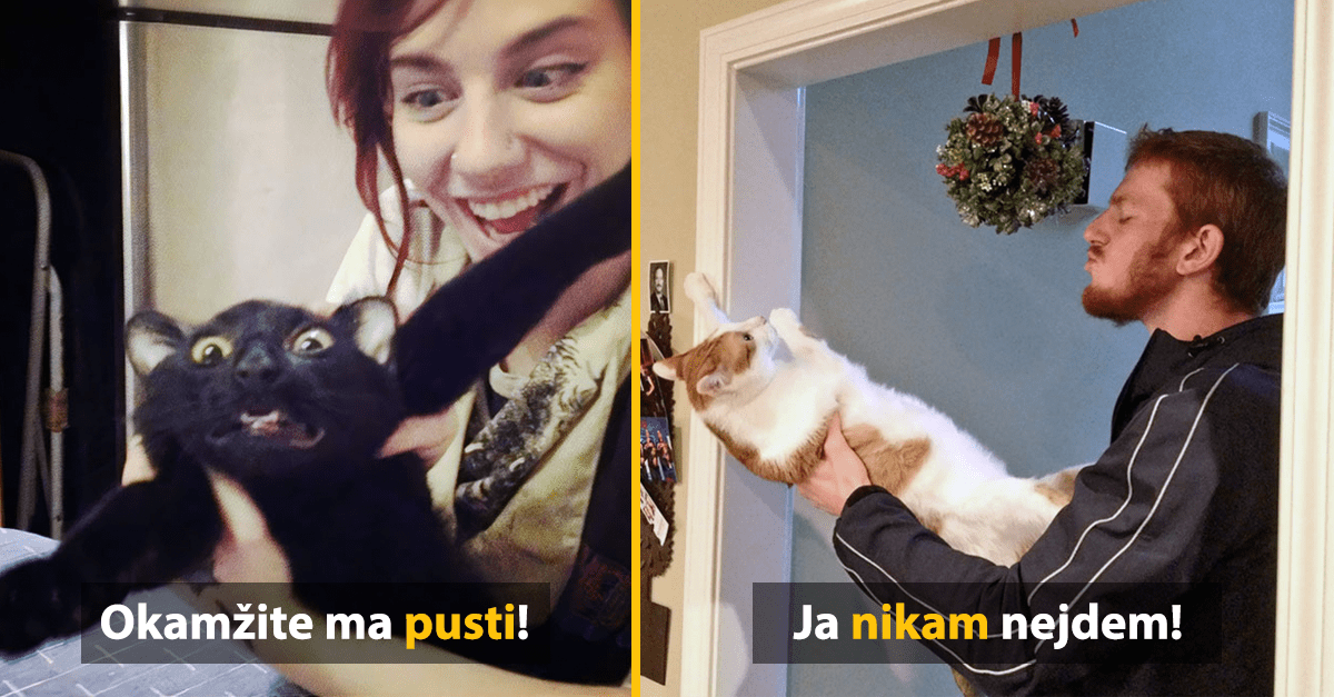 15 vtipných fotografií s mačkami, o ktoré sa postarala náhoda