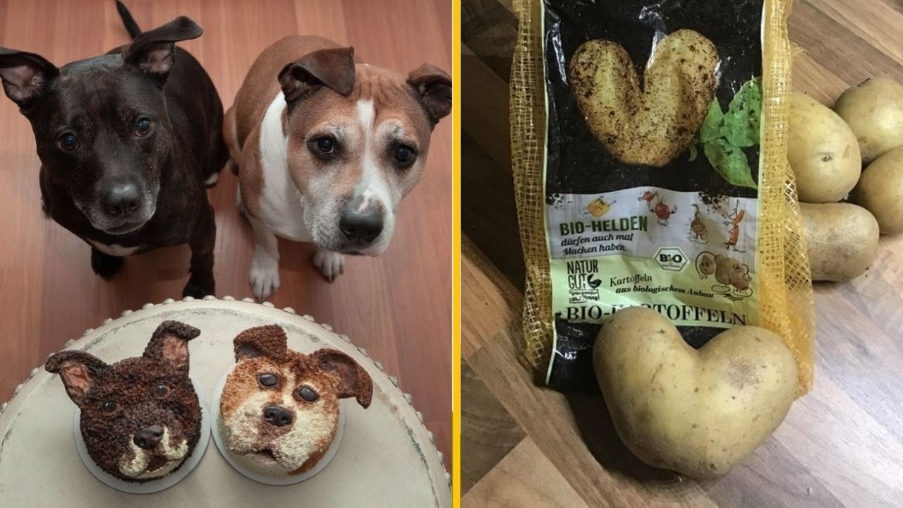 13 prípadov, keď realita prekonala očakávania ľudí a prekvapila ich