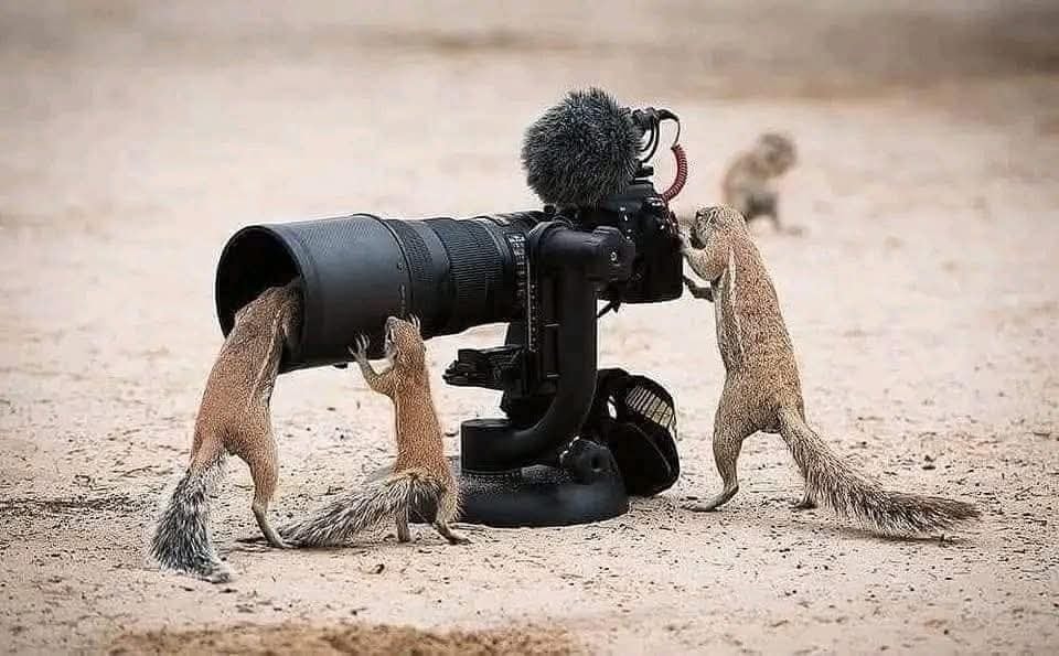 Veveričky skúmajú veľký fotoaparát uprostred púšte, jedna z nich zvedavo pohliada do objektívu.