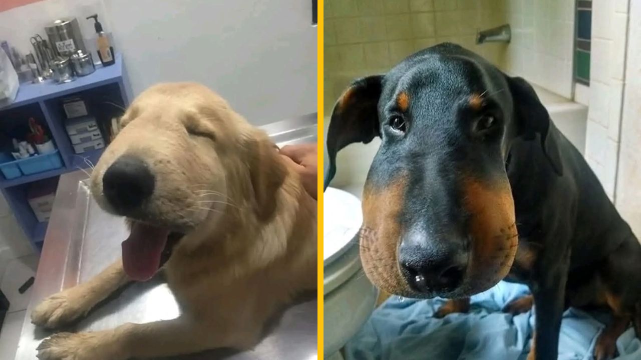 10 fotiek nešťastných psíkov, ktorých uštipla včela