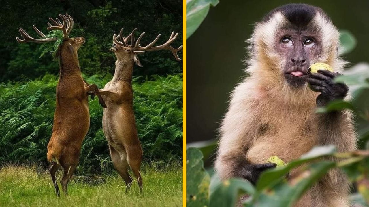 10 vtipných fotiek zo života zvierat, ktoré pobavia asi každého #10