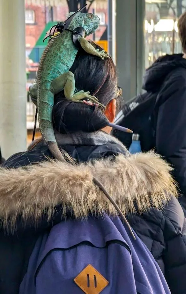 Osoba s iguanou na hlave na vlakovej stanici, oblečená v bundě s kožušinovým golierom a batohom.