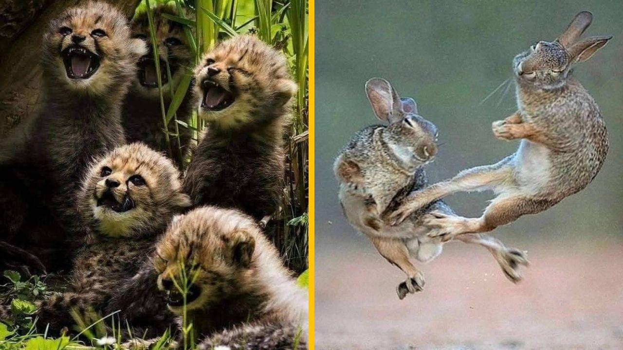 10 vtipných fotiek zo života zvierat, ktoré pobavia asi každého #9