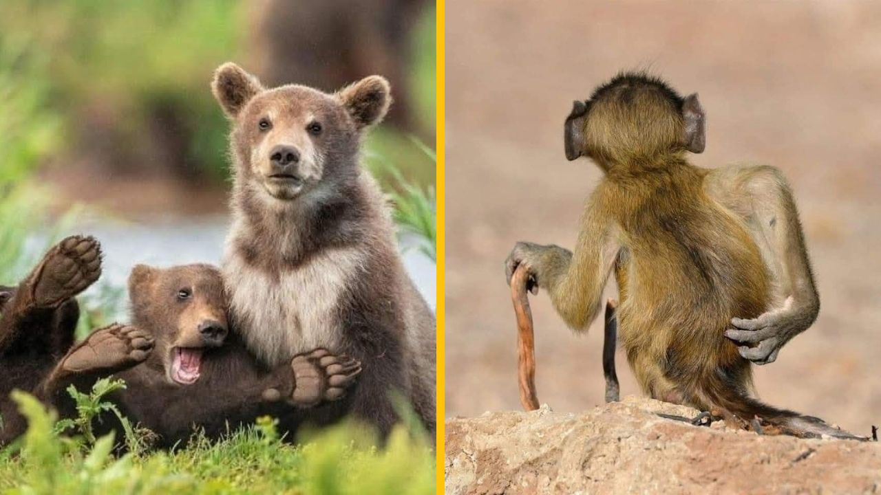 10 vtipných fotiek zo života zvierat, ktoré pobavia asi každého #8