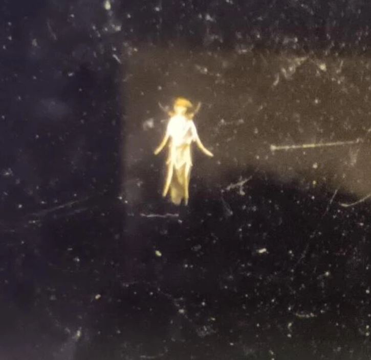 Malý hmyz na tmavom pozadí podobný víle, zvýraznený jemným svetlom, pôsobí záhadne a fascinujúco.