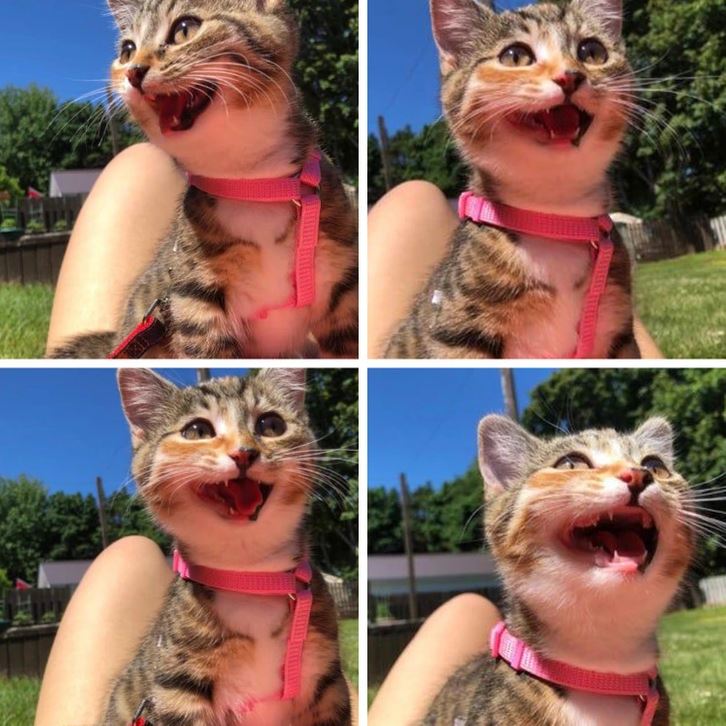 Roztomilé mačiatko s ružovým obojkom na tráve, pradenie v radostnom štvorobrázkovom koláži pod jasnou oblohou.