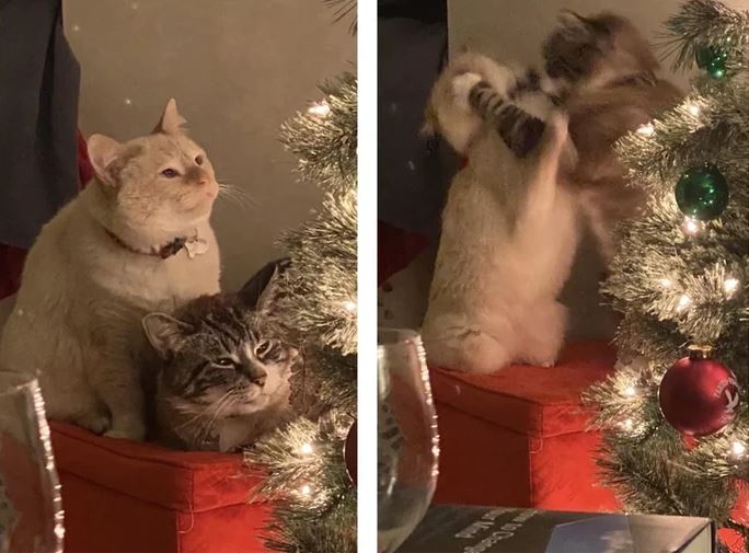 Dve mačky pri vianočnom stromčeku, jedna sedí pokojne, druhá sa zaujíma o výzdobu.
