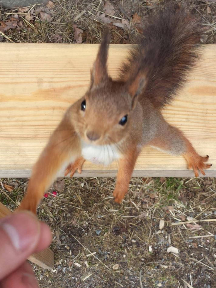 Veverička na lavičke sa načahuje po ruku človeka v lese, prírodná scéna s interakciou medzi zvieraťom a človekom.