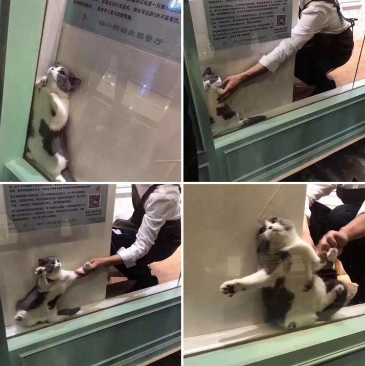 Mačka za sklom sa snaží chytiť ruku človeka. Komická scéna v obchode pri hravom chytaní.