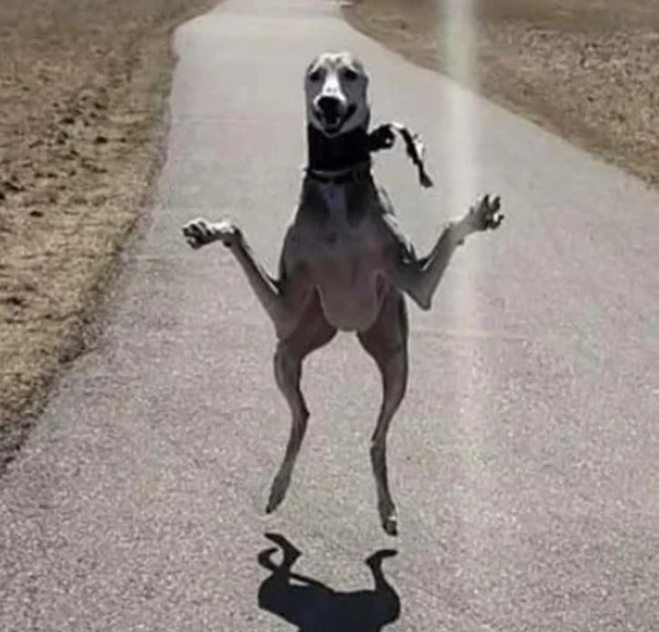 Skákajúci pes na úzkej ceste s tieňom na asfalte za slnečného dňa.