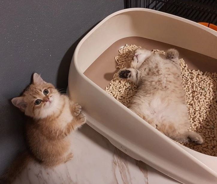 Dve mačiatka: jedno sedí pri škatuli, druhé leží na chrbte vo vnútri, vyzerajú rozkošne a spokojne.