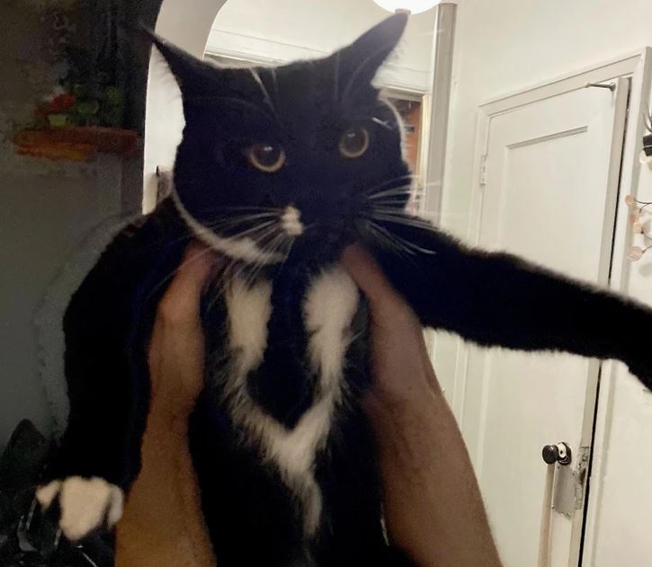 Čiernobiela mačka s veľkými očami v objatí rúk v izbe s bielym dverami v pozadí.