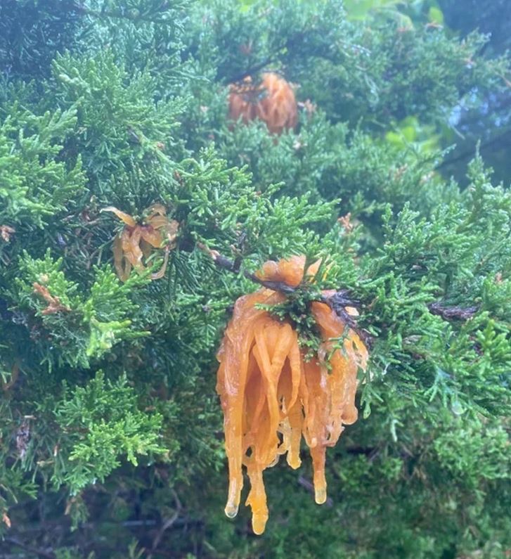 Hríbovitý útvar na konári ihličnanu, oranžový a slizký, vyčnievajúci z hustej zelene ihličia.