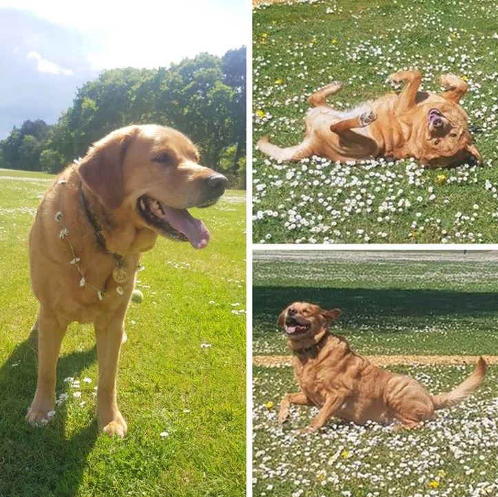 Zlatý retriever si užíva letný deň na lúke posiatej sedmokráskami, šťastne sa váľa a behá po tráve.