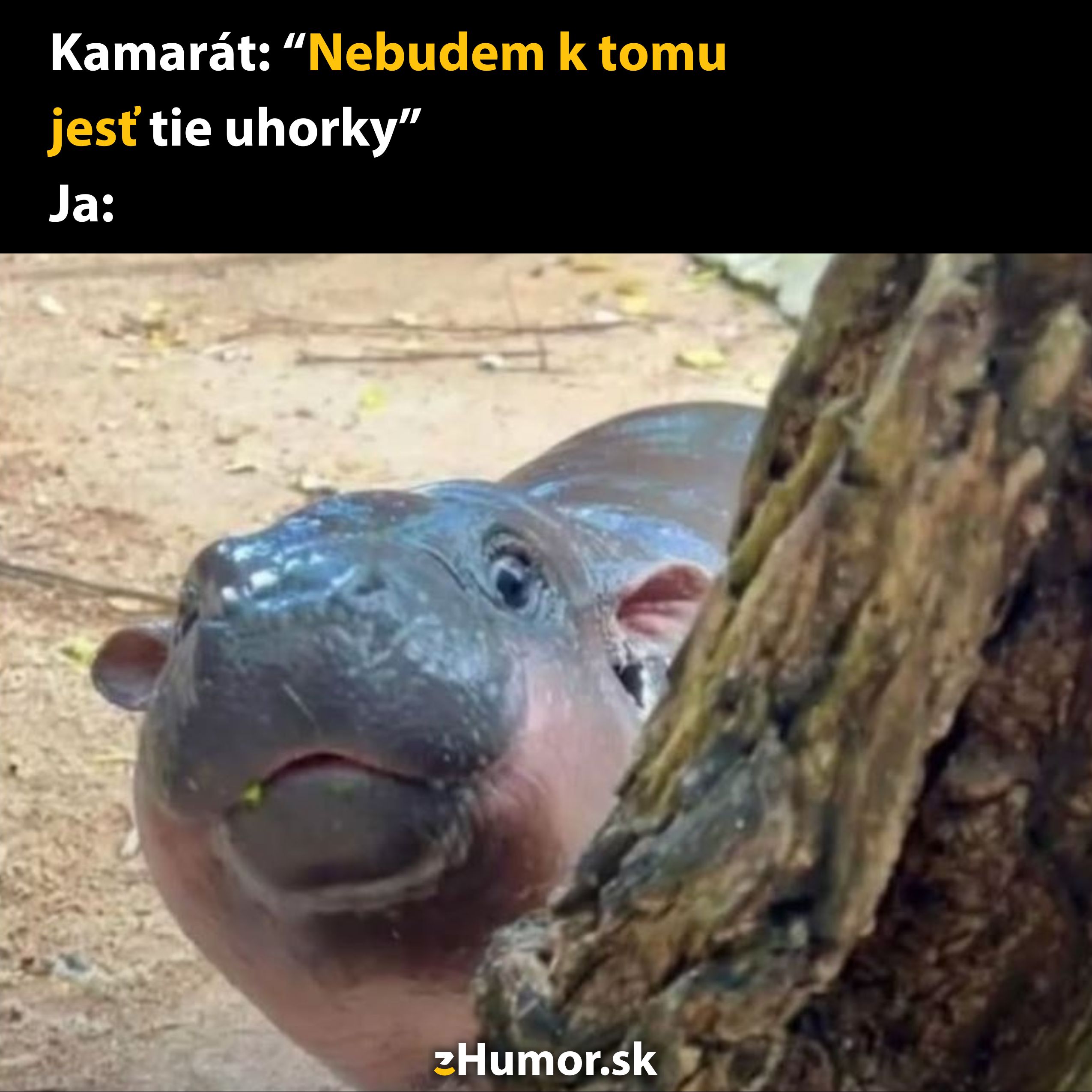 Mladý hroch zvedavo pozerá spoza stromu, veselé vyjadrenie odmietania uhoriek.