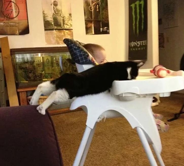 Mačka leží na detskej stoličke vedľa bábätka, s hlavou pri miske na jedlo.