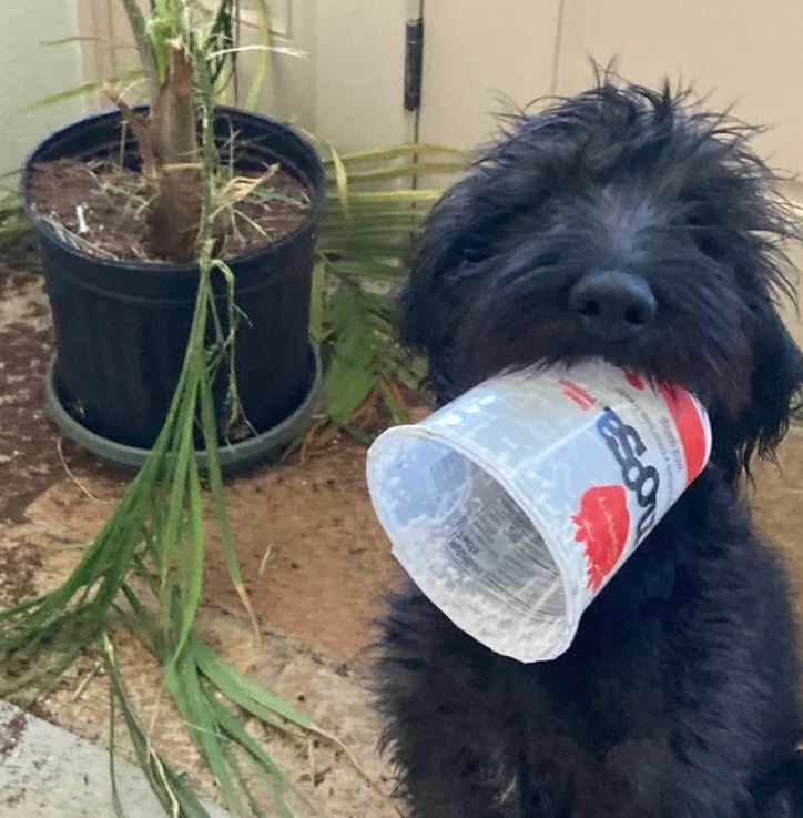 Čierny pes drží plastový pohár v papuli vedľa kvetináča s rastlinou.