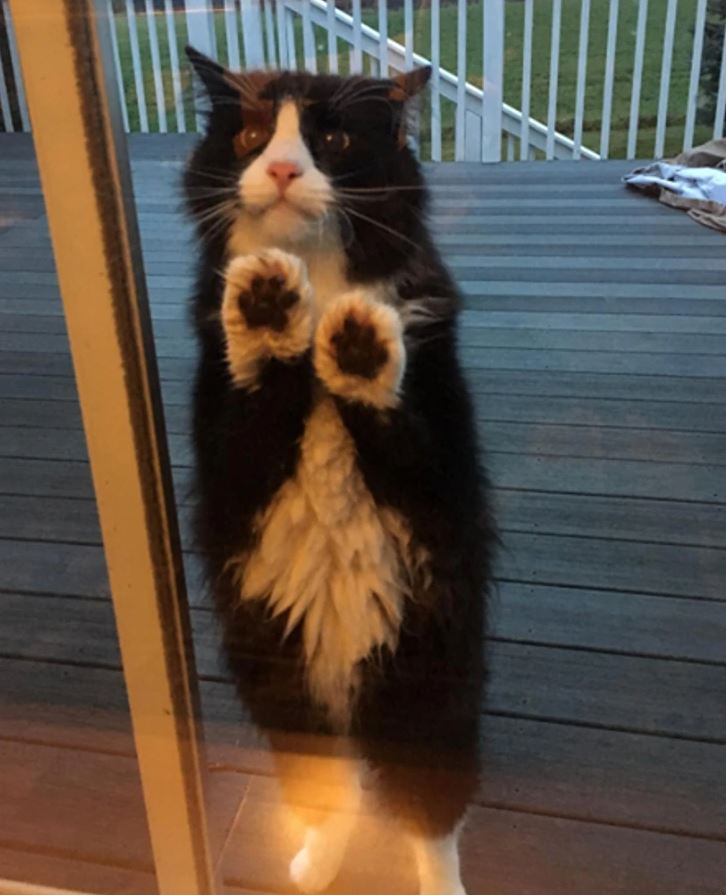 Čiernobiela mačka pozerá cez sklo na terasu, s labkami opretými o sklo.