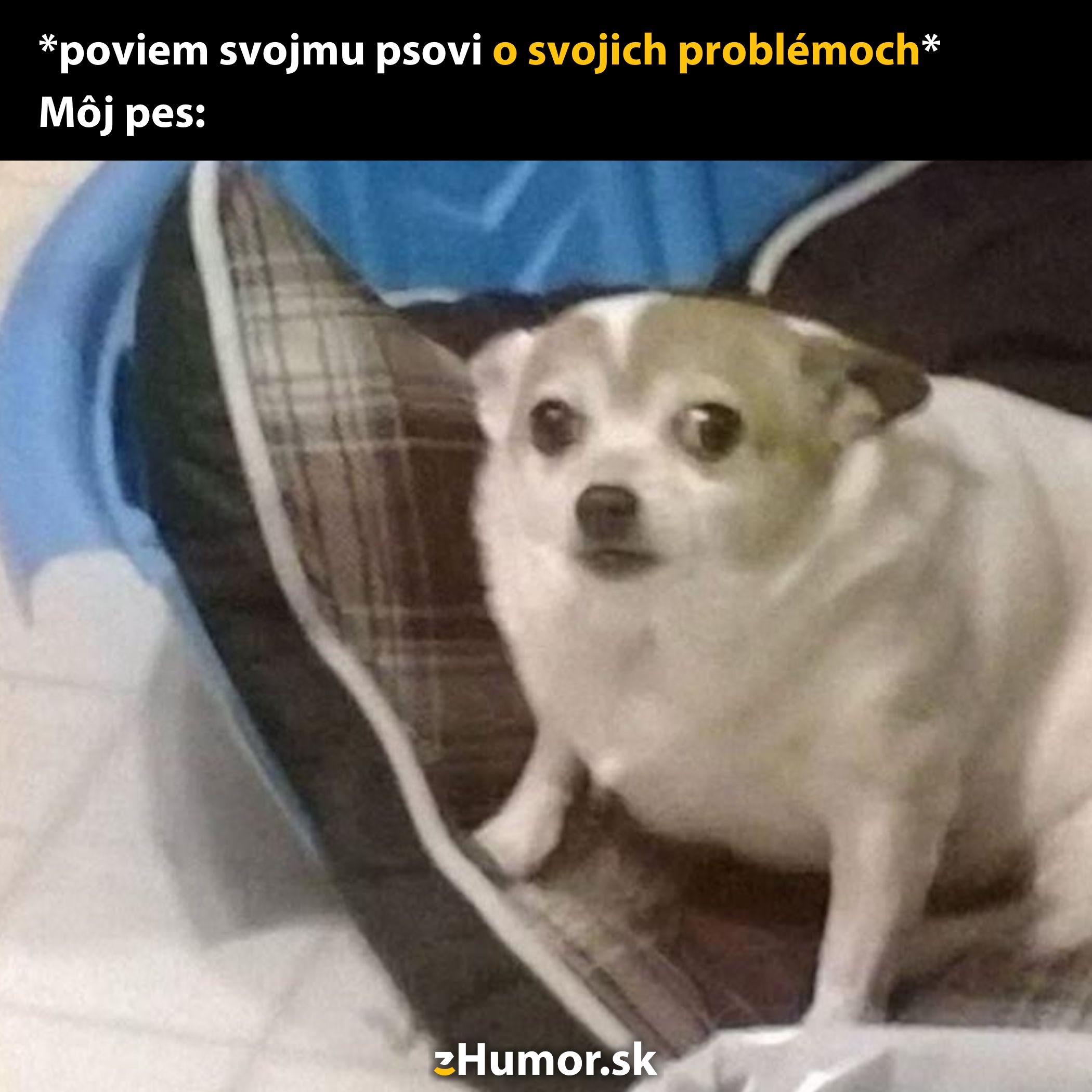 Pes s prekvapeným výrazom sedí na útulnom pelechu, text vtipne opisuje situáciu so zdieľaním problémov.