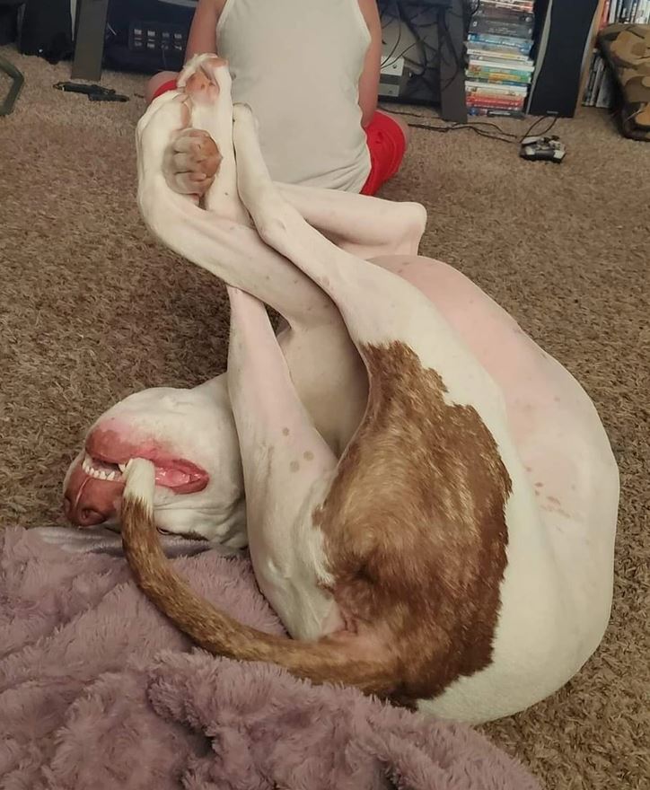 Pes leží na koberci v neobvyklej polohe, so zadnými nohami pri ňufáku, oddychuje pri deke.