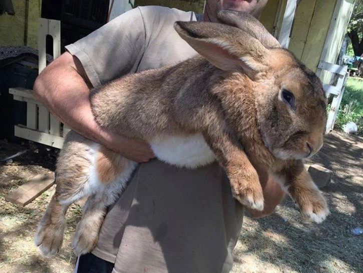 Veľký králik v náručí človeka na dvore so slnečným svetlom v pozadí.