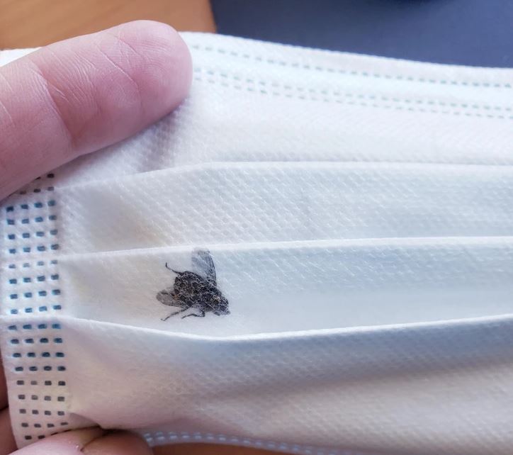 Mucha na bielej chirurgickej rúške držiacej sa medzi prstami, detailný pohľad.