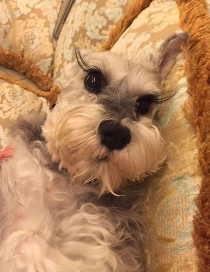 Roztomilý pes na gauči s výraznými čiernymi mihalnicami relaxuje na vankúši.