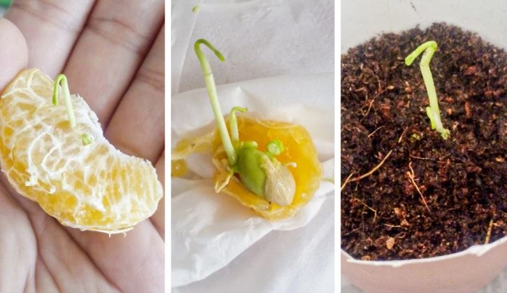 Pestovanie mandarínky: Klíčenie semien od dužiny po zasadenie do pôdy.