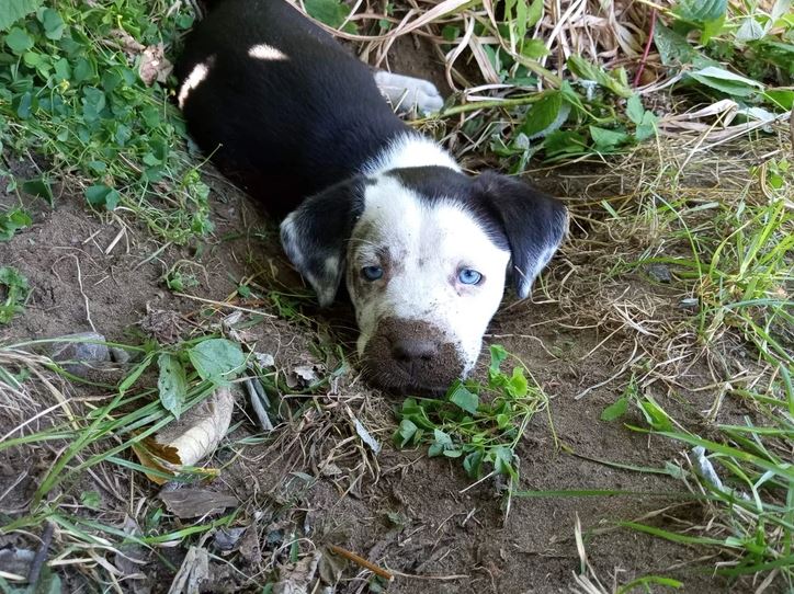 Šteniatko s modrými očami leží v tráve s blatom na ňufáku, okolo zeleň a suchá tráva.
