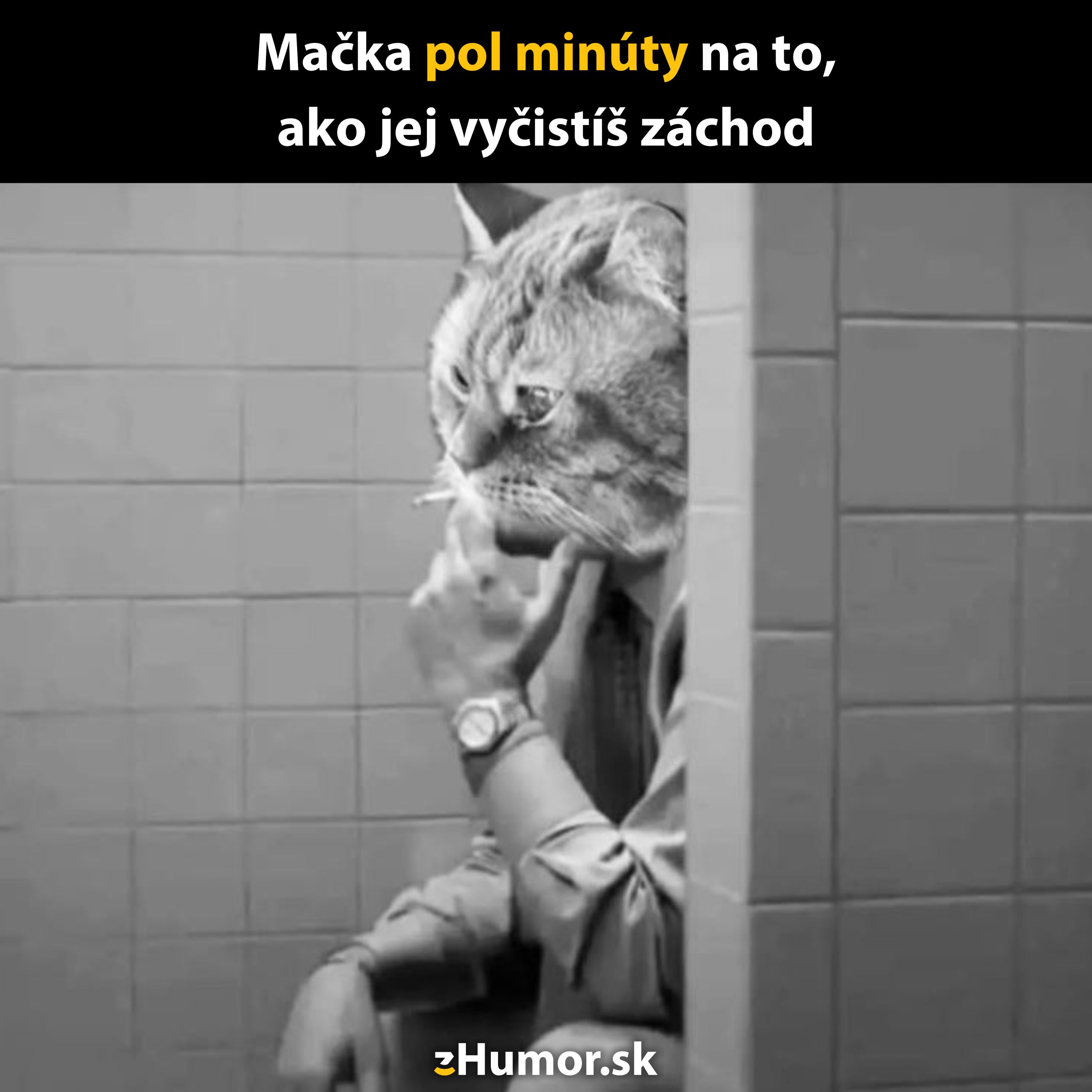 Mačka s ľudským telom fajčí na WC, zabáva sa nad rýchlosťou čistenia svojho záchodíka.