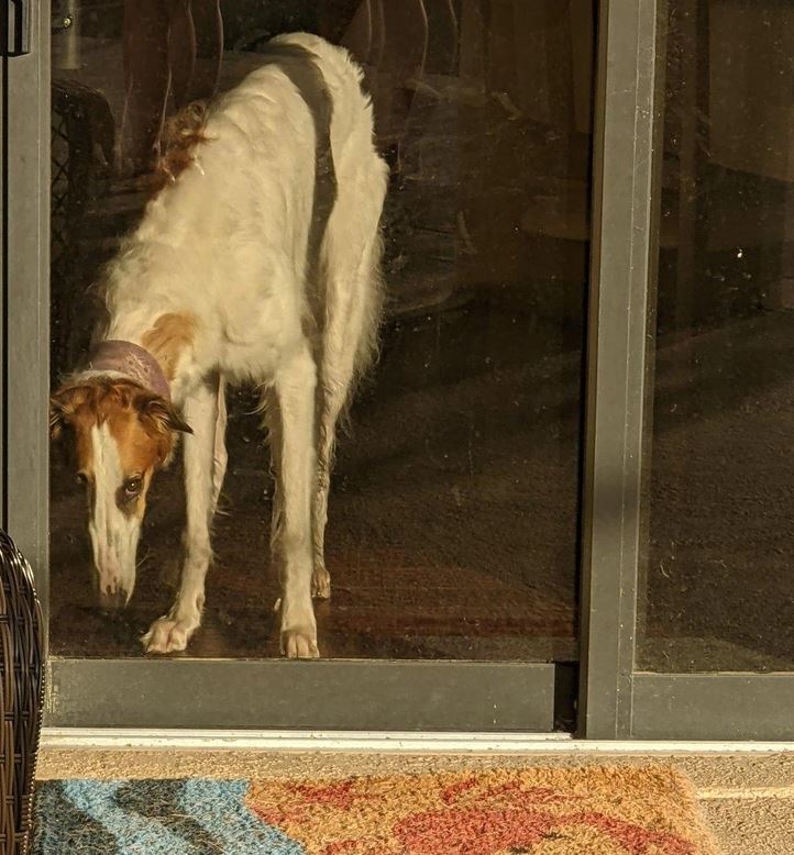 Pes za sklenenými dverami hľadí vonku, pripravený preskúmať svet za prahom.